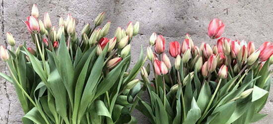 Tulips from Carolina Flowers on their way to Asheville City Market